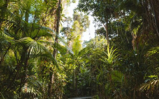 2019-Content-Images-Tropical-North-credit-tourism-australia-Queensland-scaled
