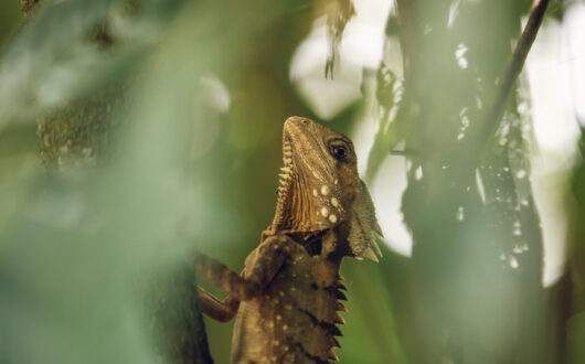 Boyds-Forest-Dragon-credit-Toursim-Tropical-North-Qld-scaled