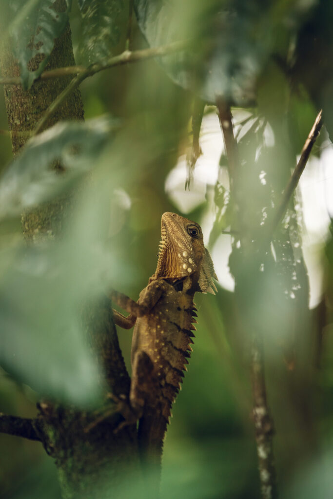 Boyds-Forest-Dragon-credit-Toursim-Tropical-North-Qld-scaled
