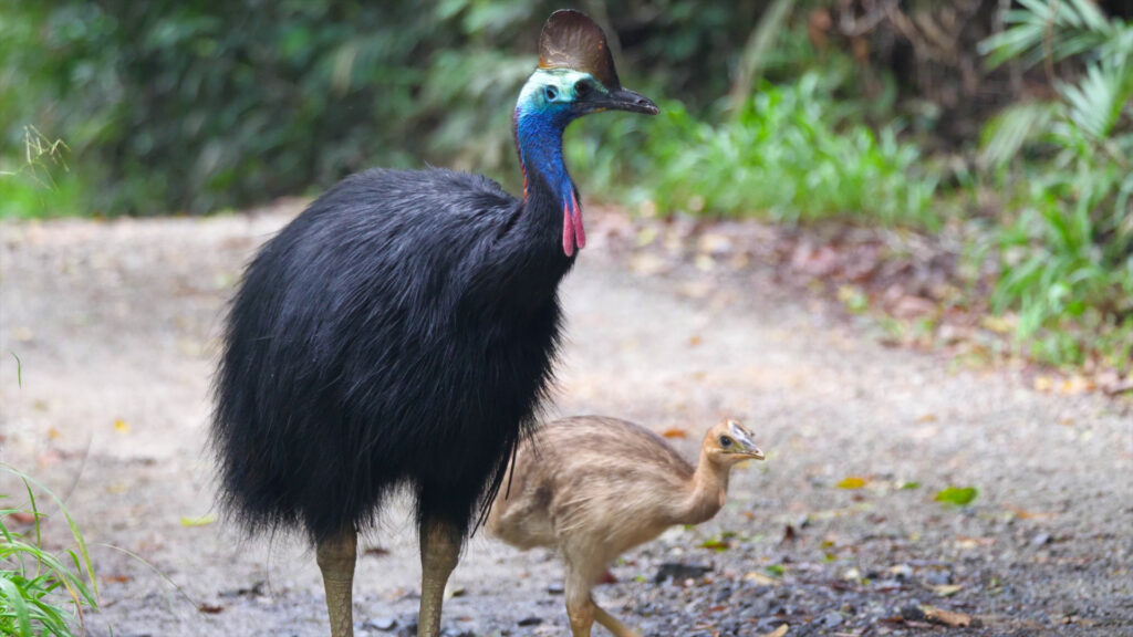 Cassowaries-credit-Toursim-Tropical-North-Qld