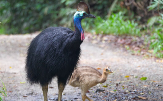 Cassowaries-credit-Toursim-Tropical-North-Qld