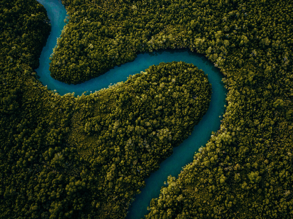 Winding mangrove river
