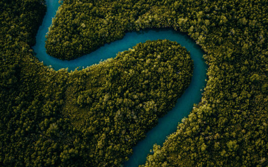 Winding mangrove river