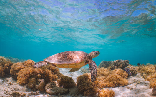 Great Barrier Reef